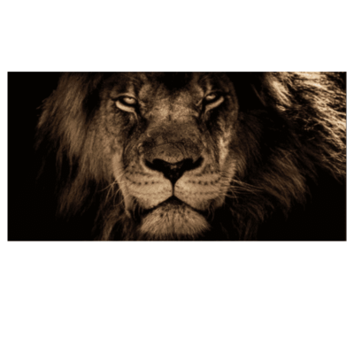 African Lion Head