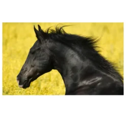 Beautiful Horses Artwork for Home Decoration Printed on Canvas - Image 5