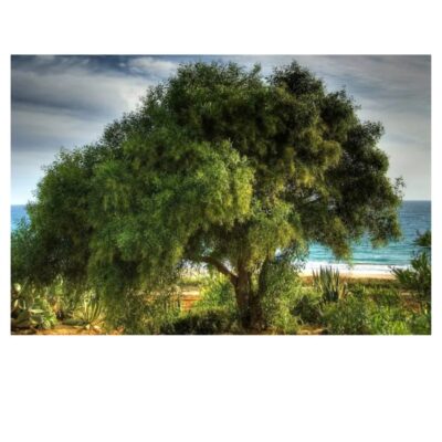 Green Tree Wall Decorative Paintings Printed on Canvas - Image 2