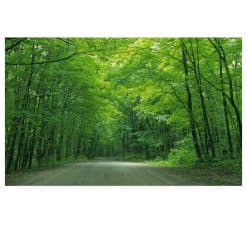 Green Tree 14