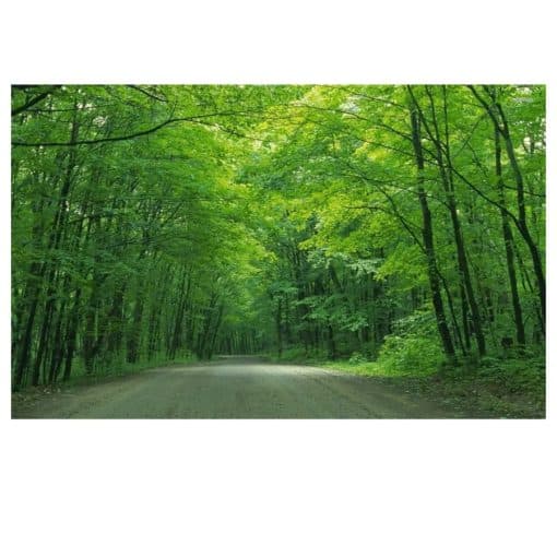 Green Tree Wall Decorative Paintings Printed on Canvas - Image 4
