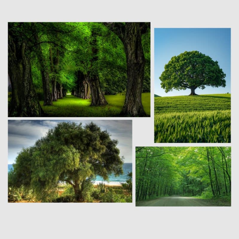 Green Tree Wall Art Painting Printed on Canvas