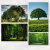 Green Tree Wall Decorative Paintings Printed on Canvas