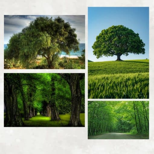 Green Tree Wall Decorative Paintings Printed on Canvas