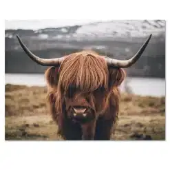 Beautiful Highland Cow Animal Picture Printed on Canvas - Image 2