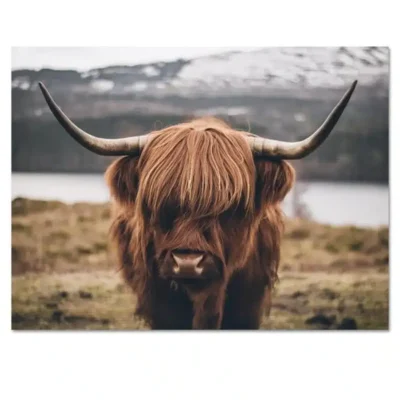 Beautiful Highland Cow Animal Picture Printed on Canvas - Image 2
