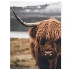 Beautiful Highland Cow Animal Picture Printed on Canvas - Image 3