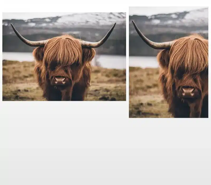 Beautiful Highland Cow Animal Picture Printed on Canvas
