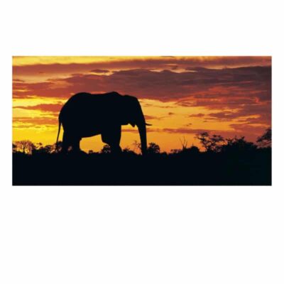 Pictures & Paintings of Horses Eagle Tigers Elephants Printed on Canvas - Image 9