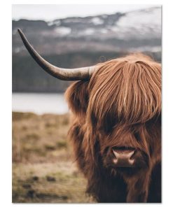 Highland Cow Wild Animals Canvas Painting Cattle Posters and Print Nordic Scandinavian Cuadros Wall Art Picture for Living Room