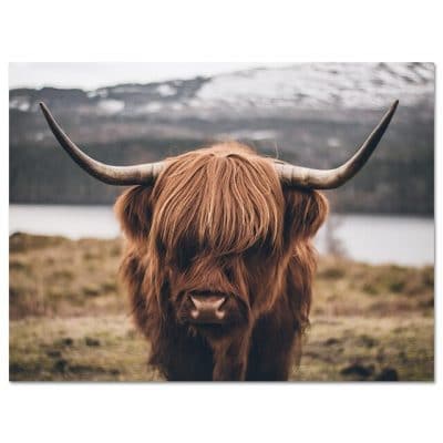 Highland Cow Wild Animals Canvas Painting Cattle Posters and Print Nordic Scandinavian Cuadros Wall Art Picture for Living Room
