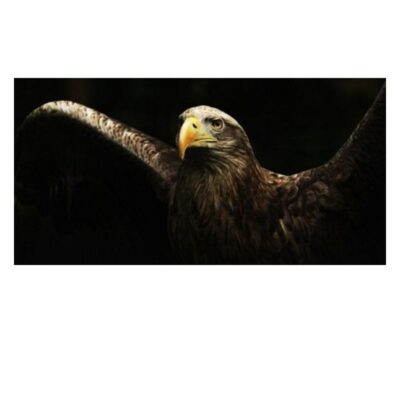 Pictures & Paintings of Horses Eagle Tigers Elephants Printed on Canvas - Image 7