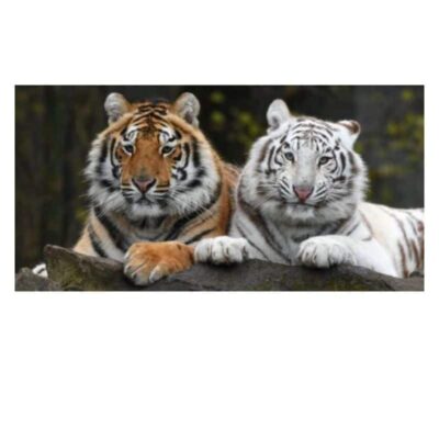 Pictures & Paintings of Horses Eagle Tigers Elephants Printed on Canvas - Image 8
