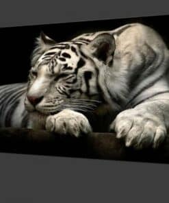 Beautiful White Tiger Modern Animals Poster Printed on Canvas