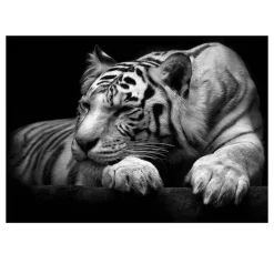 Beautiful White Tiger