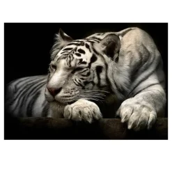 Beautiful White Tiger