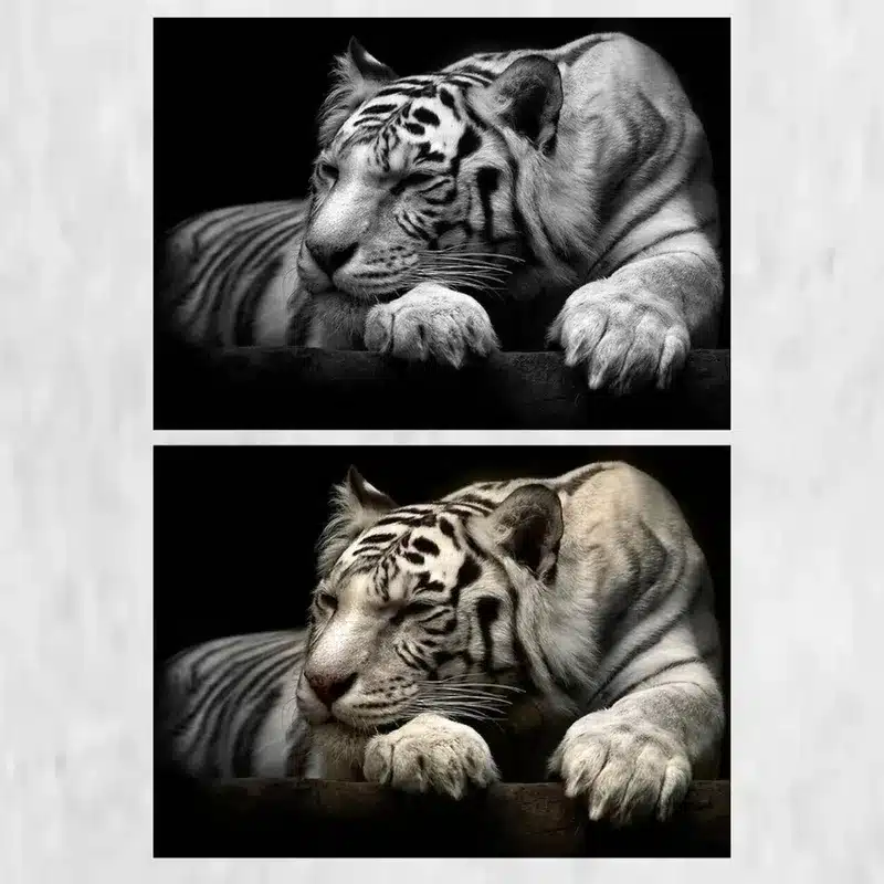 Beautiful White Tiger Modern Animals Poster Printed on Canvas