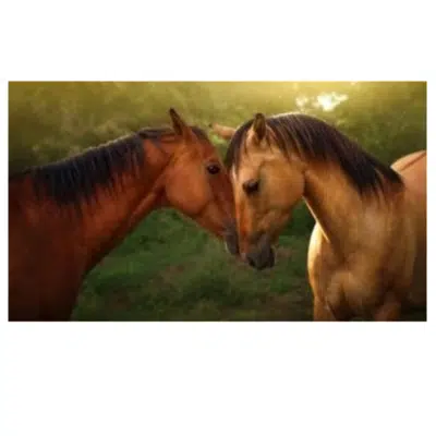 Beautiful Horses in love