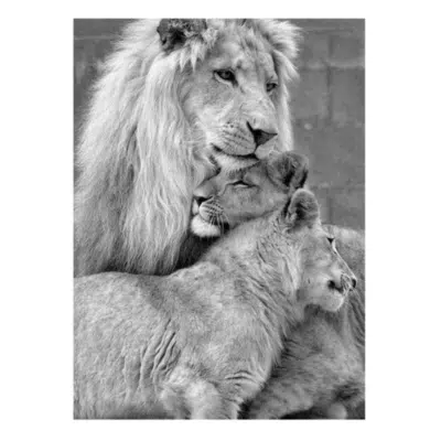 Black and White Picture Lions