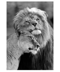 Lion Couple