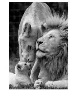 Lion Family 1