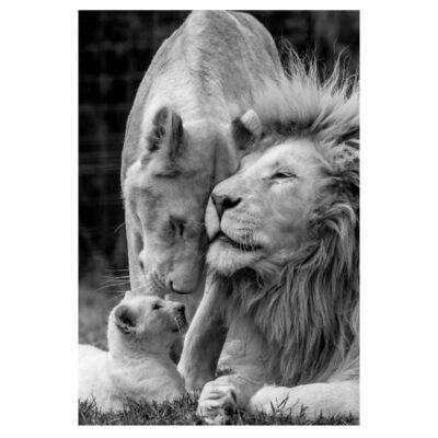 Lion Family Picture Black and White Printed on Canvas - Image 2