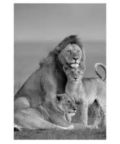Lion Family 2
