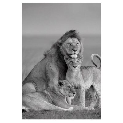 Lion Family Picture Black and White Printed on Canvas - Image 3