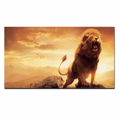 Lion at Sunrise