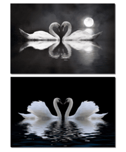 Swans in Love On Water Artwork Printed on Canvas