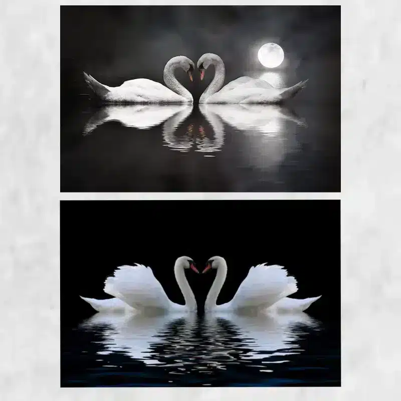 Swans in Love On Water, Artwork Printed on Canvas