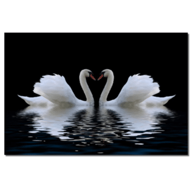 Two Swans On The River 1