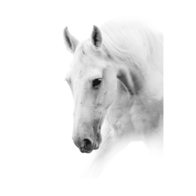 White Horses