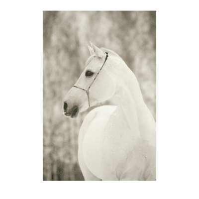 White Horses Paintings 2