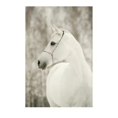 White Horses Paintings 2