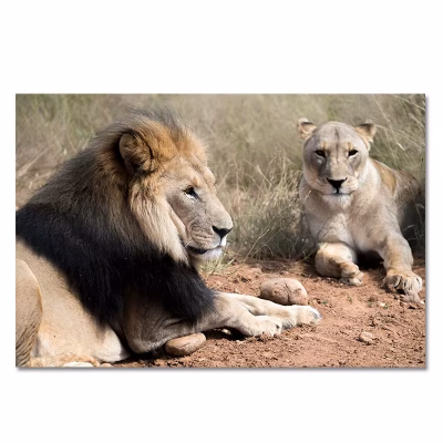 Wild Lion Couple
