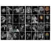 Lions and Other Animals Pictures Printed on Canvas
