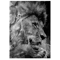 Lions and Other Animals Pictures Printed on Canvas - Image 15