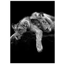 Lions and Other Animals Pictures Printed on Canvas - Image 10