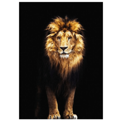 Lions and Other Animals 16