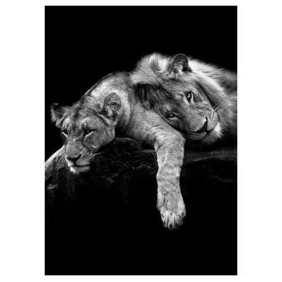 Lions and Other Animals 25