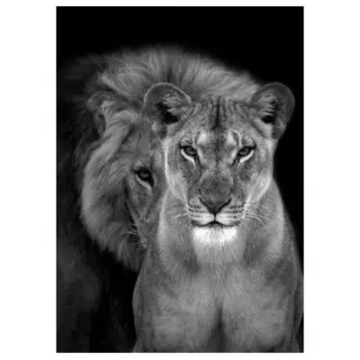Lions and Other Animals 26