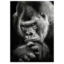 The Great Ape 1
