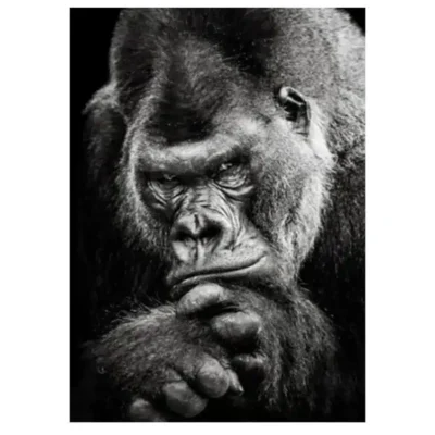 The Great Apes Pictures Wall Art Printed on Canvas - Image 3