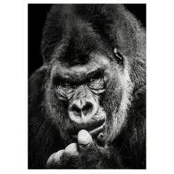 The Great Ape 3