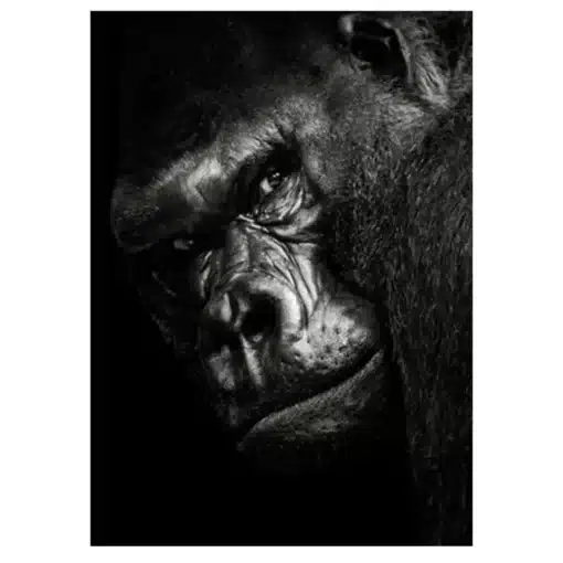The Great Apes Pictures Wall Art Printed on Canvas - Image 6