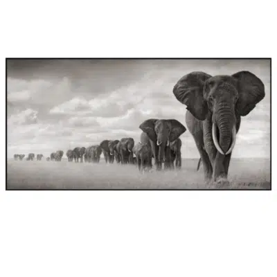 Elephants by Nick Brandt