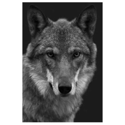 Beautiful Wolf and Dogs Wall Art Printed on Canvas - Image 3