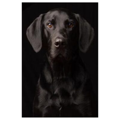 Beautiful Wolf and Dogs Wall Art Printed on Canvas - Image 4