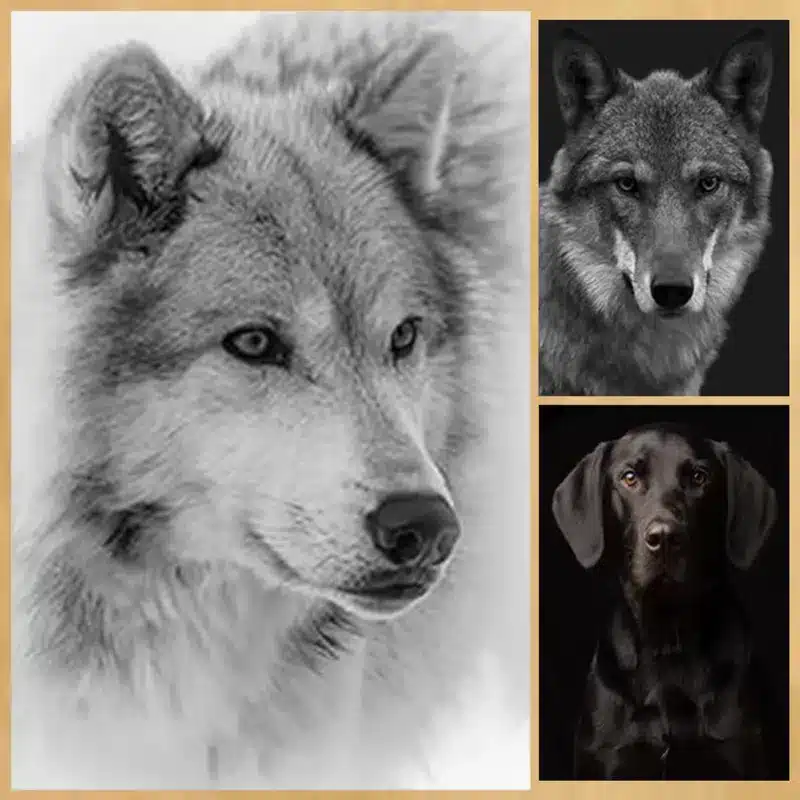 Beautiful Wolf and Dogs Wall Art Printed on Canvas